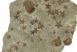 Wide Slab With + Fossil Starfish & Trilobites #234590-1